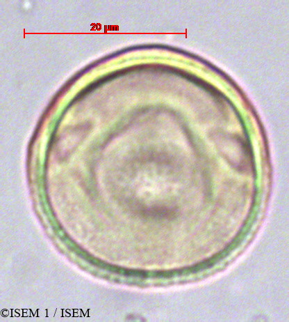 ISEM 1/Dodonaea_viscosa_36964/Dodonaea_viscosa_36964_0003(copy).jpg